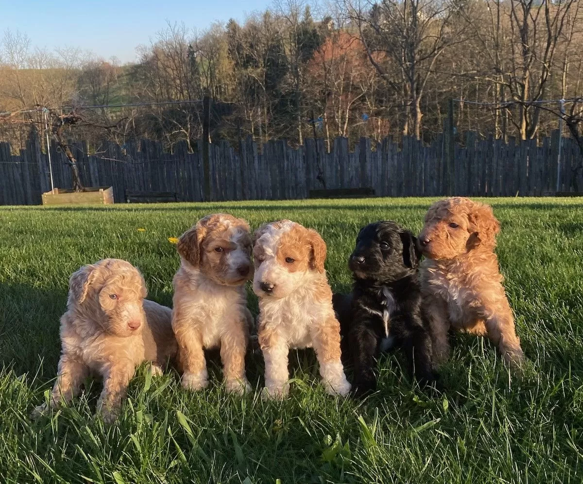 Puppy Name: F1B Aussiedoodles coming soon